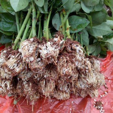 云南思奇农业基地直销玫瑰花苗玫瑰苗四季循环开花