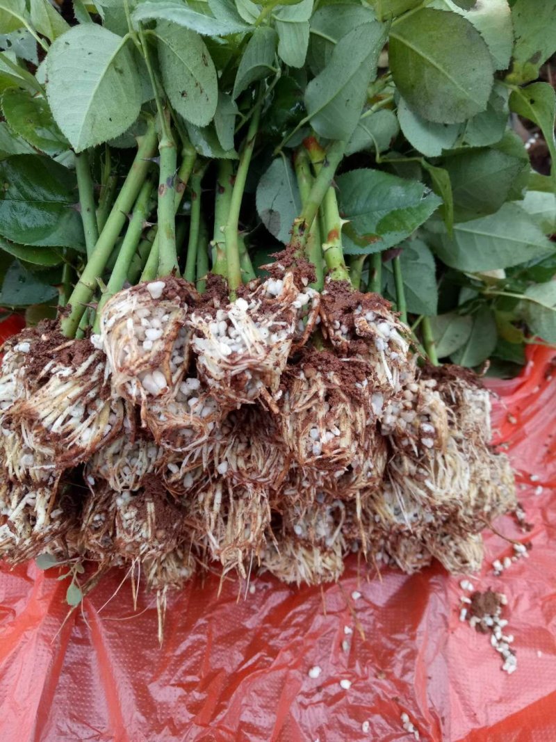 云南思奇农业基地直销玫瑰花苗玫瑰苗四季循环开花