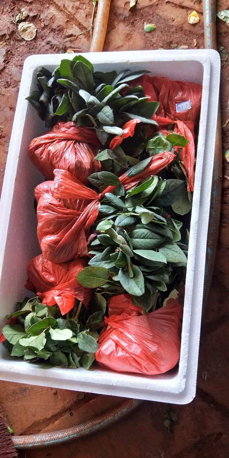 云南思奇农业基地直销玫瑰花苗玫瑰苗四季循环开花