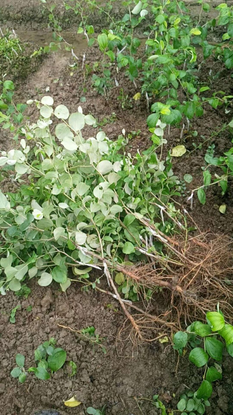 青枣苗苹果枣苗蜜丝枣苗