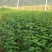 山茱萸苗，优质品种山茱萸苗，各种规格都有供应。