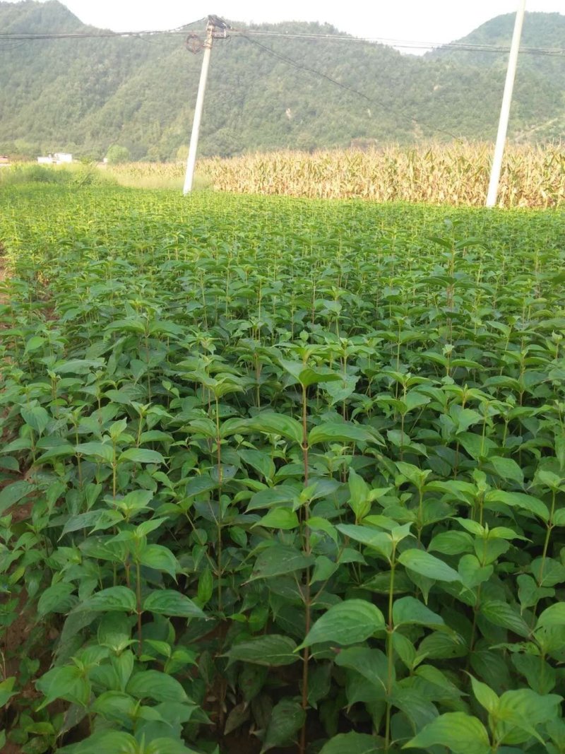 山茱萸苗，优质品种山茱萸苗，各种规格都有供应。