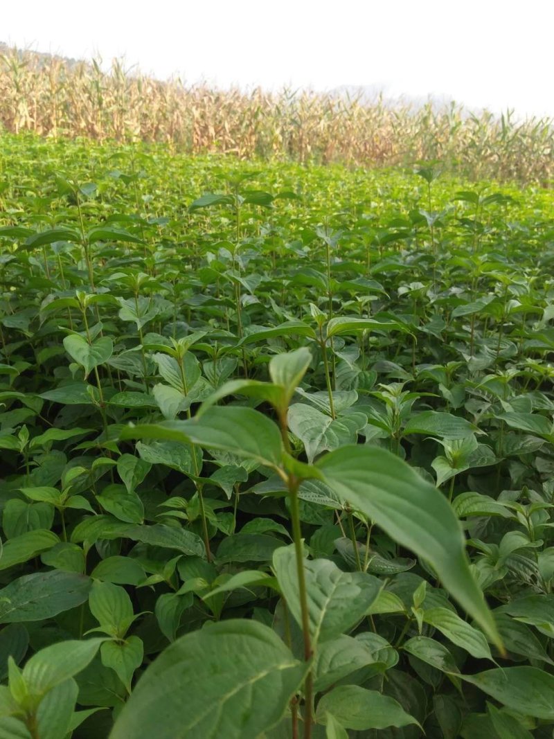 山茱萸苗，优质品种山茱萸苗，各种规格都有供应。