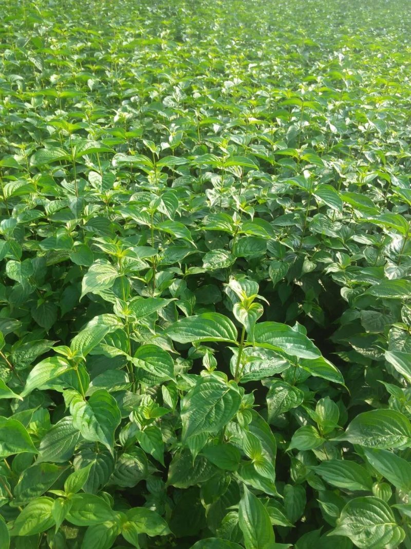 山茱萸苗，优质品种山茱萸苗，各种规格都有供应。