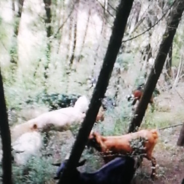 小公羊小母羊（种羊）