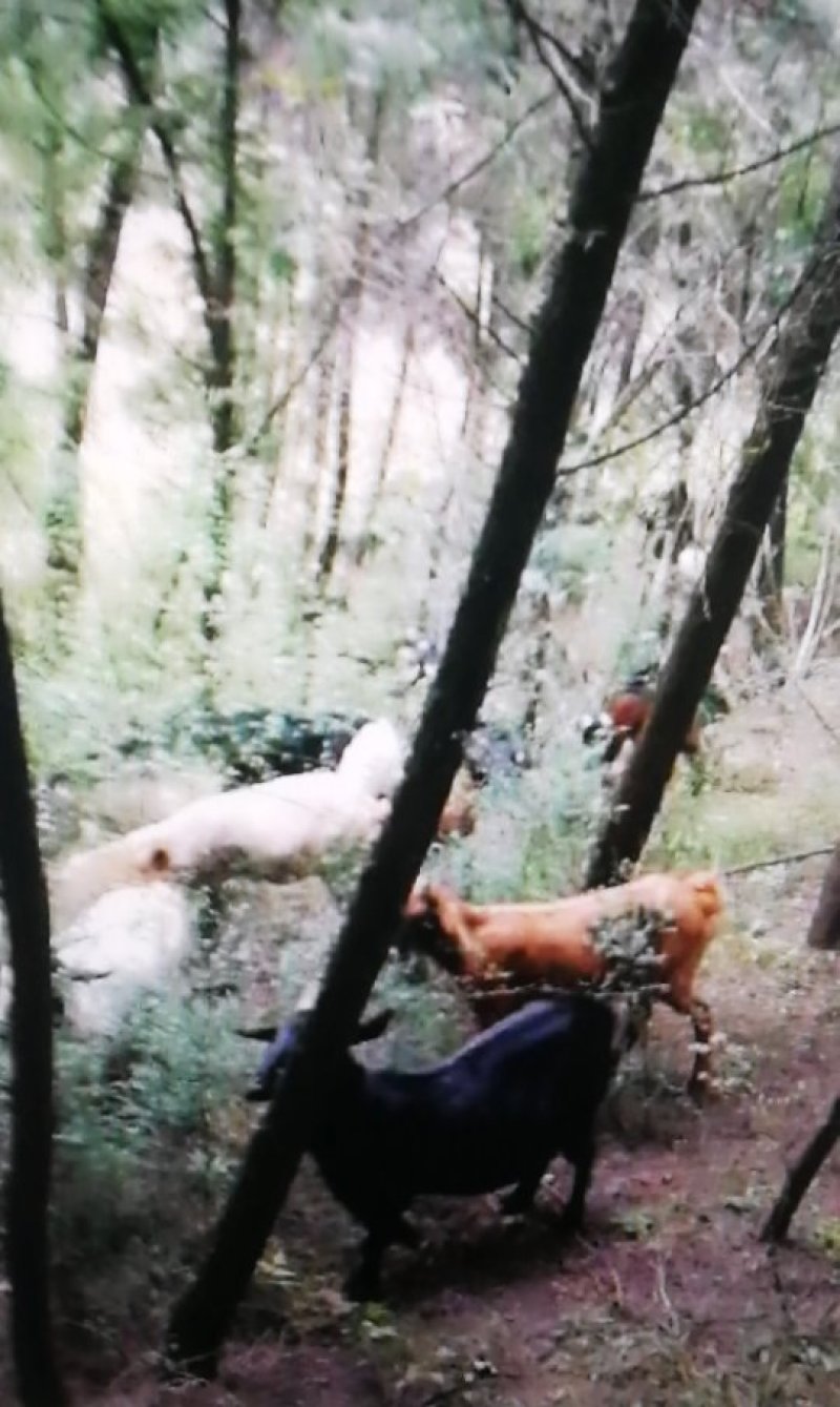 小公羊小母羊（种羊）