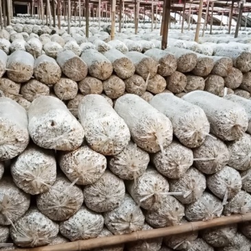 平茹，出茹菌棒