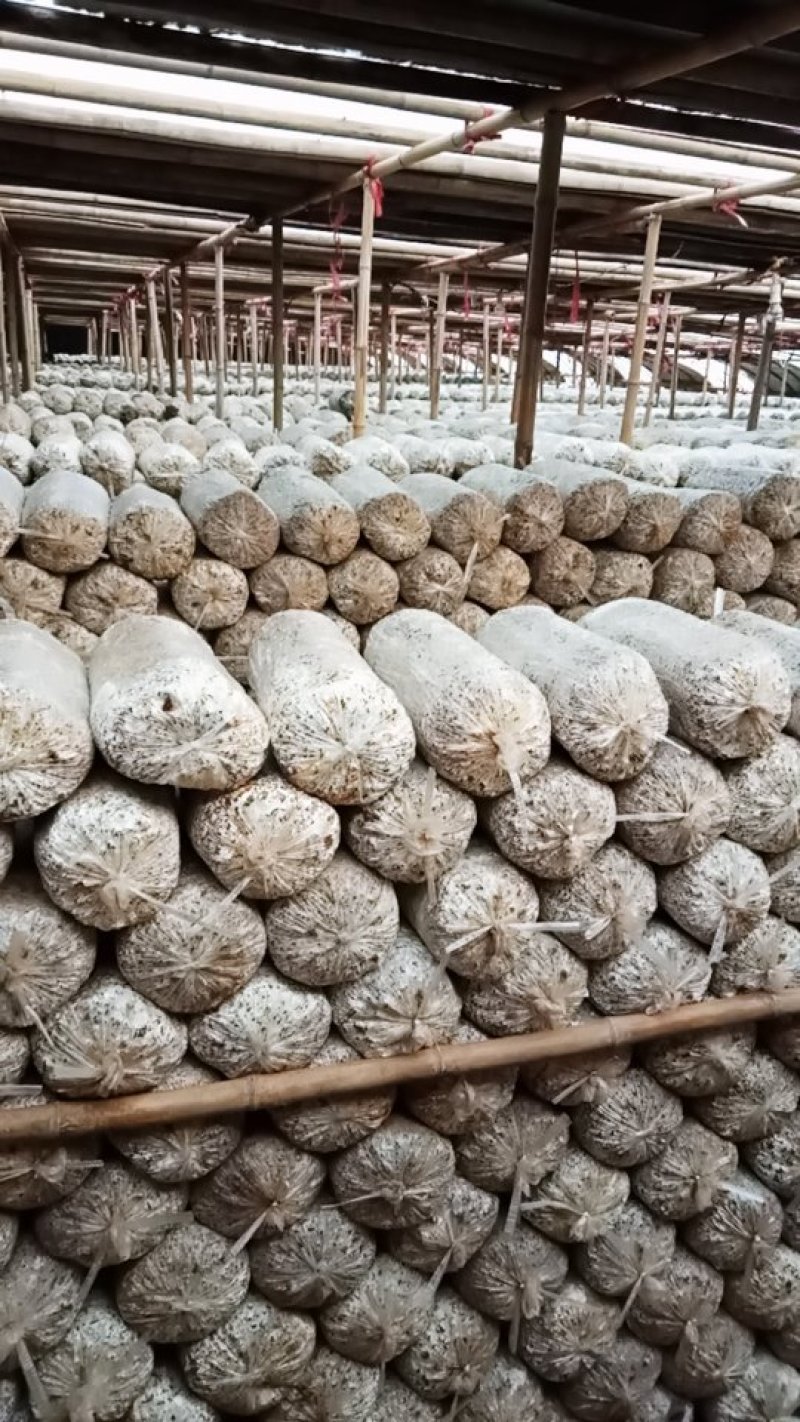 平茹，出茹菌棒