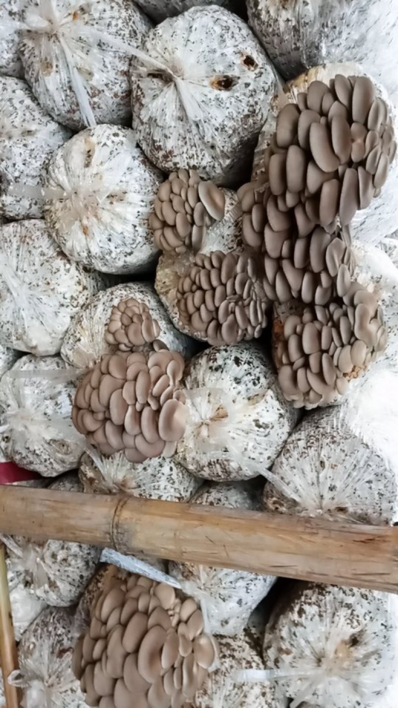 平茹，出茹菌棒