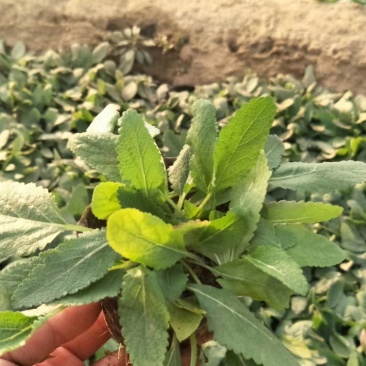 地被鼠尾草一手货源基地直供