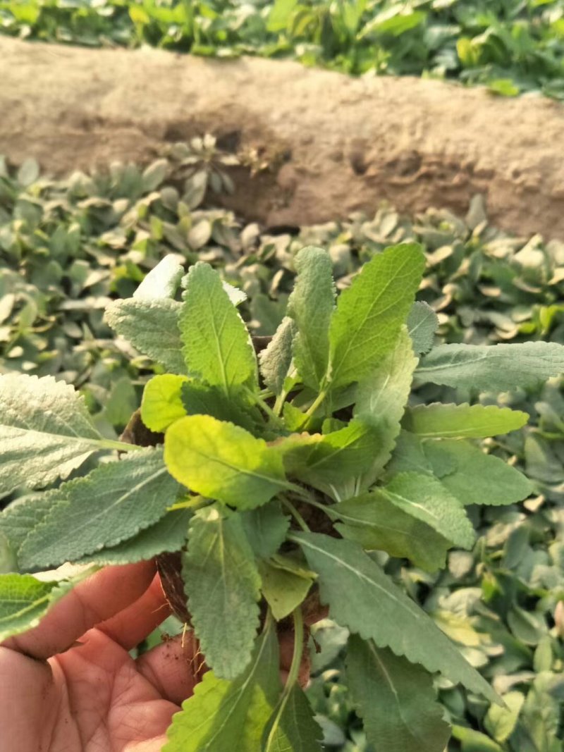 地被鼠尾草一手货源基地直供