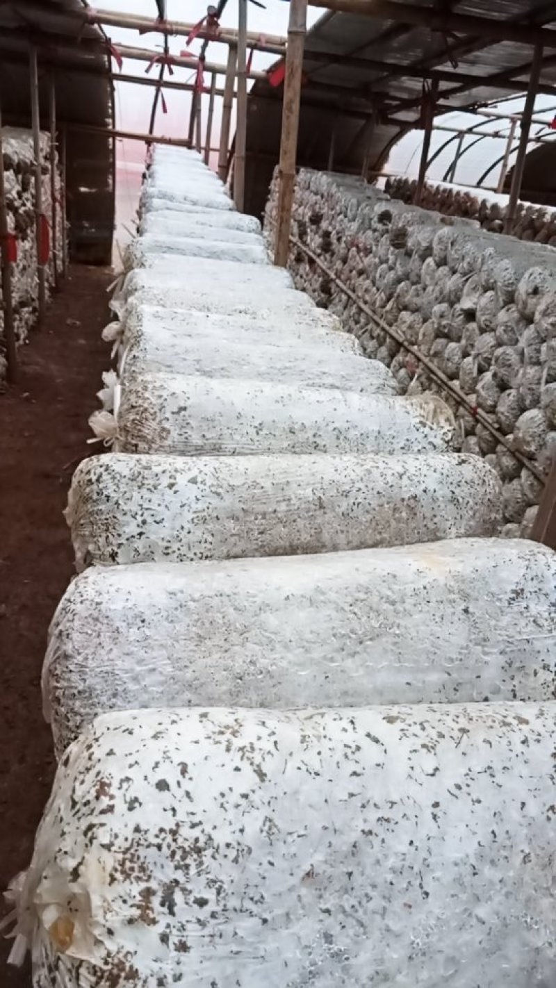 平茹，出茹菌棒