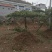 造型油松批发