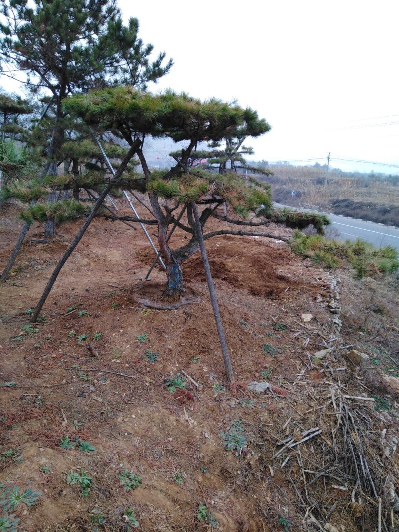 造型油松批发