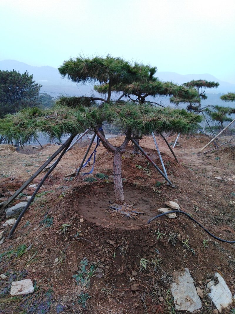 造型油松批发