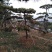 造型油松批发