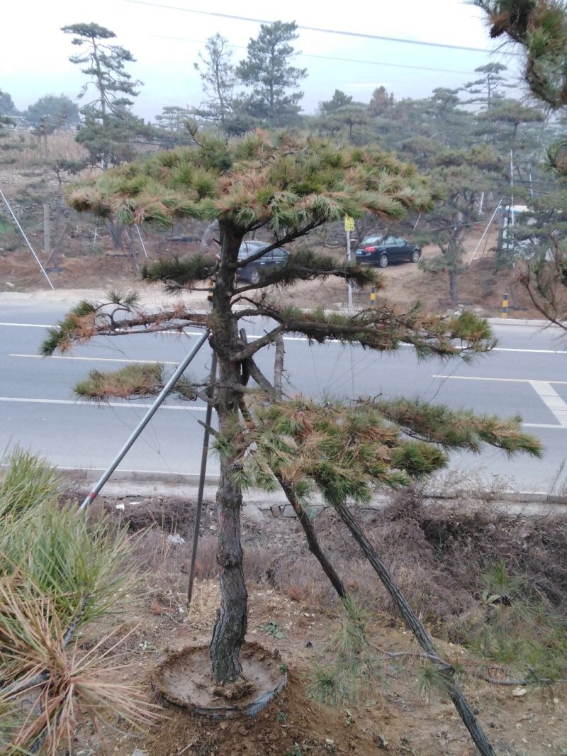 造型油松批发