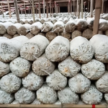 菌种棒，出茹包，鲜平茹
