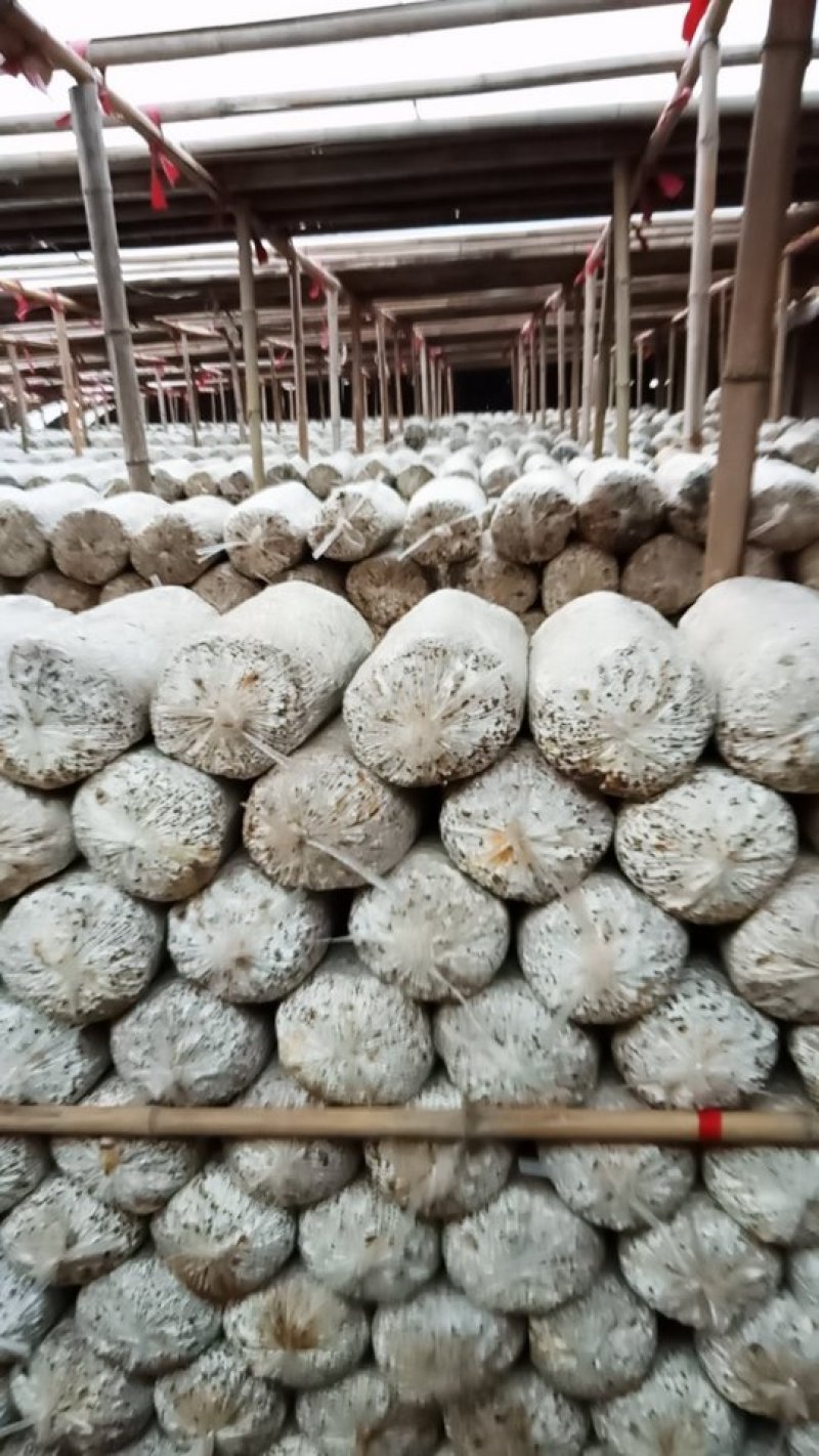 菌种棒，出茹包，鲜平茹