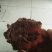 伊犁熏马肉，熏马肠