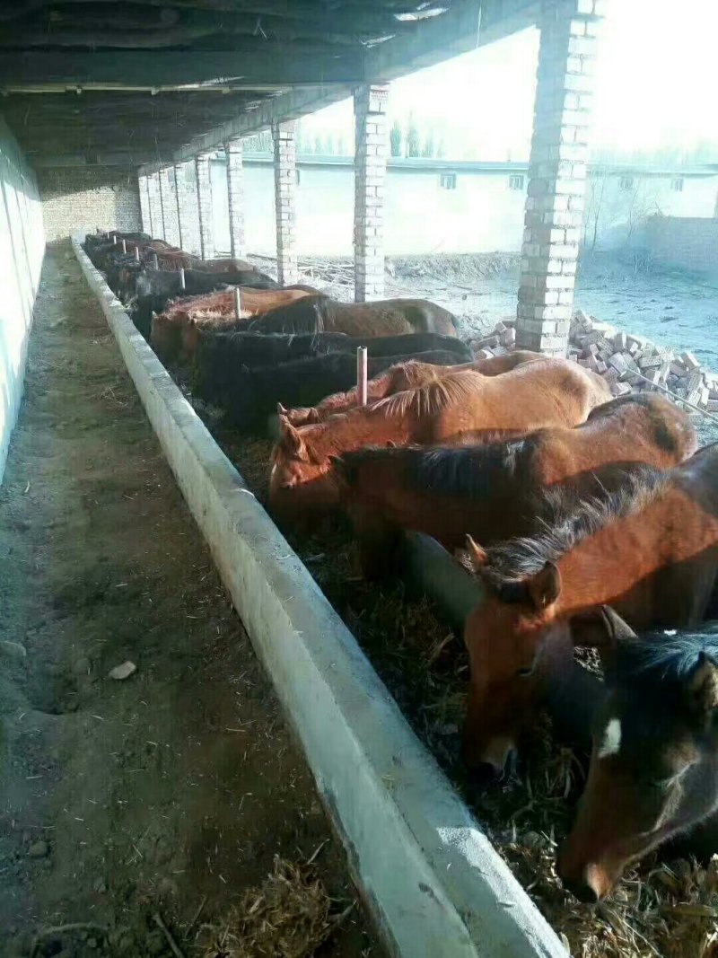 伊犁熏马肉，熏马肠