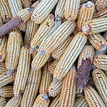 吉林出售新玉米，量大。