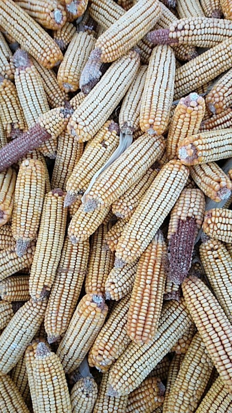 吉林出售新玉米，量大。