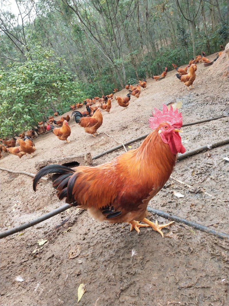 杂生鸡