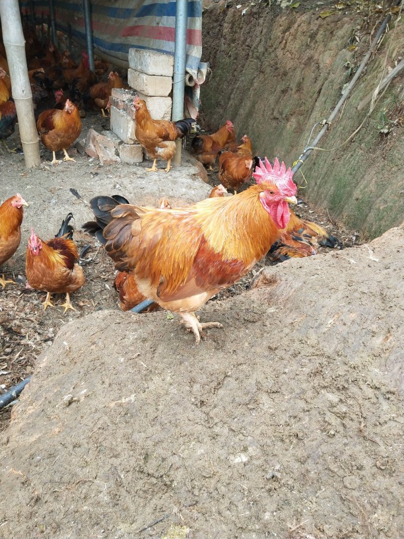 杂生鸡
