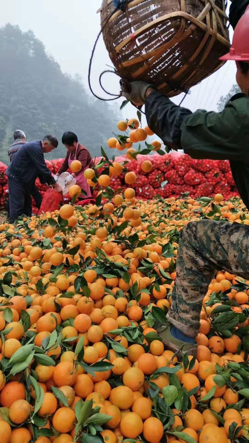 《黔阳冰糖橙》给你的味觉添一份温馨，爱过知情重醉过知酒浓