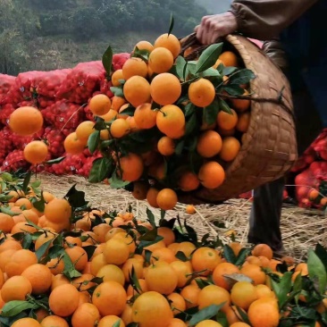 《黔阳冰糖橙》给你的味觉添一份温馨，爱过知情重醉过知酒浓