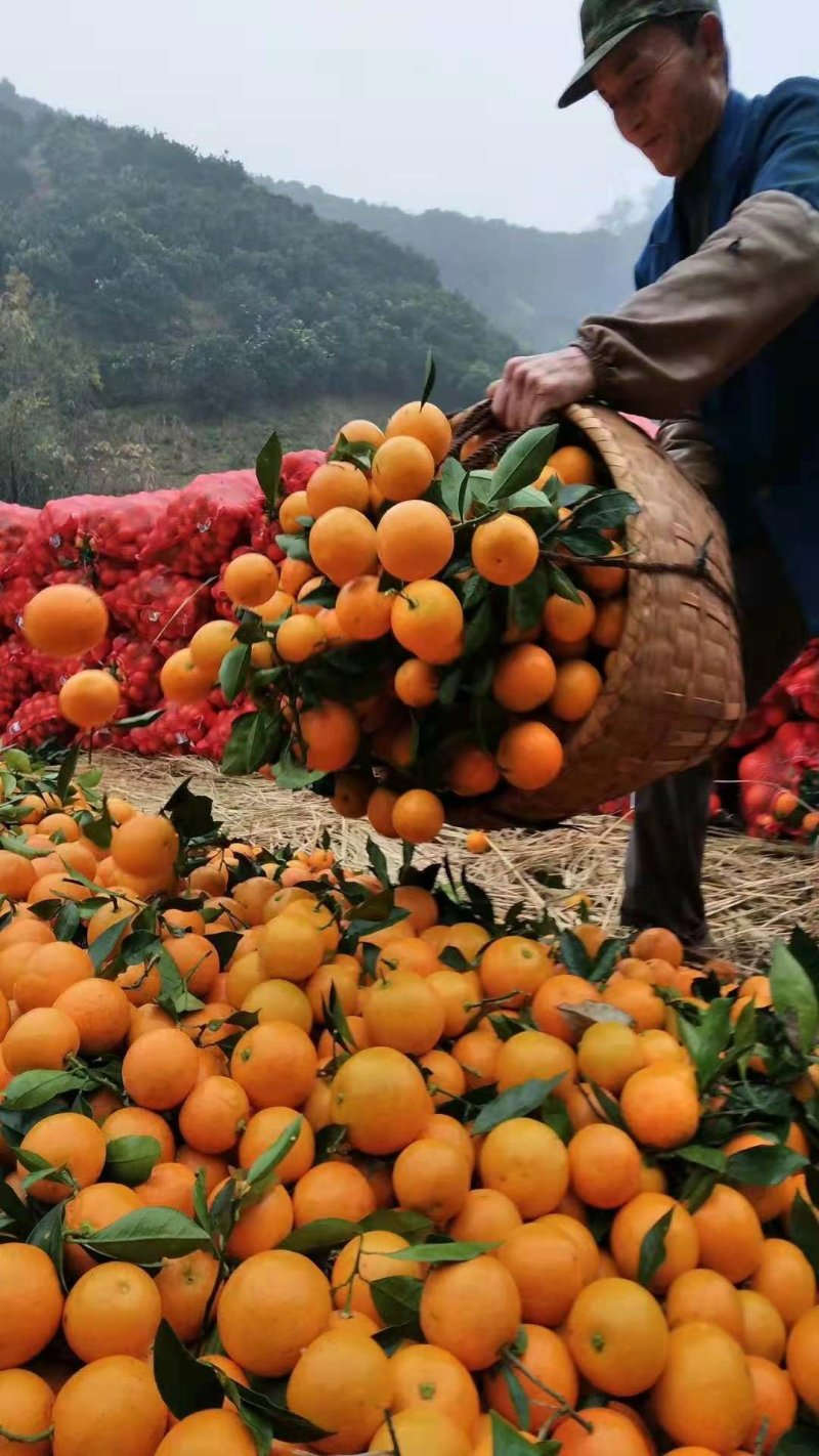 《黔阳冰糖橙》给你的味觉添一份温馨，爱过知情重醉过知酒浓