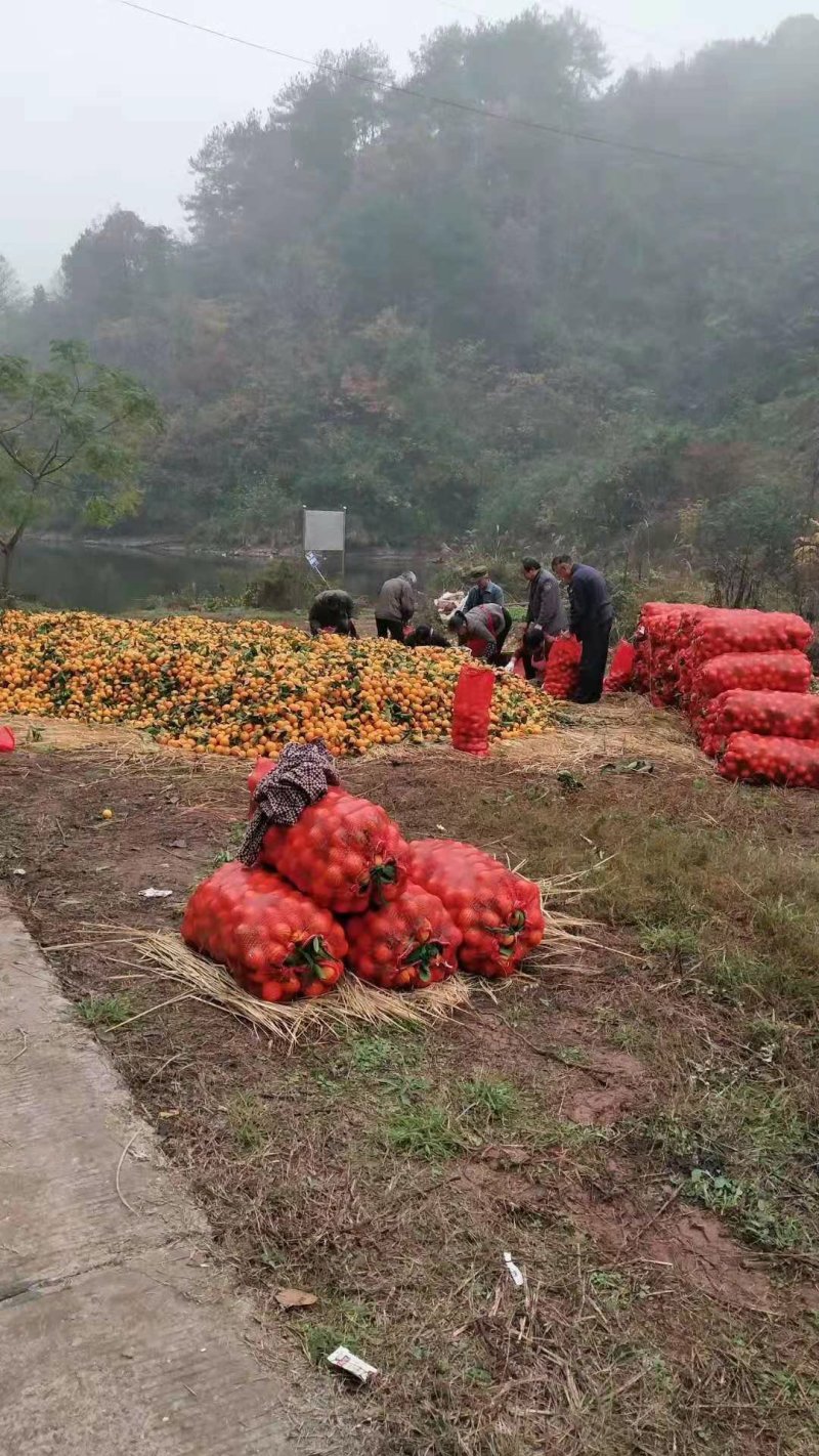 《黔阳冰糖橙》给你的味觉添一份温馨，爱过知情重醉过知酒浓