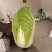 黄心菜