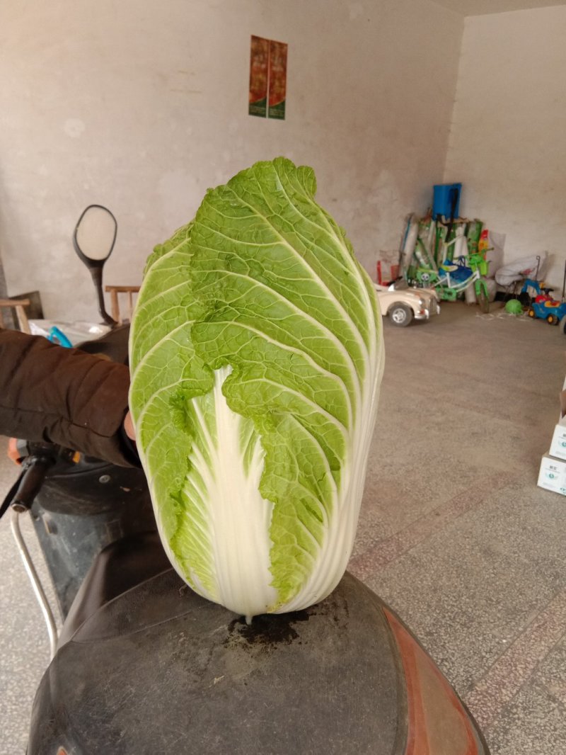 黄心菜