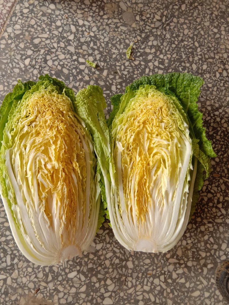 黄心菜