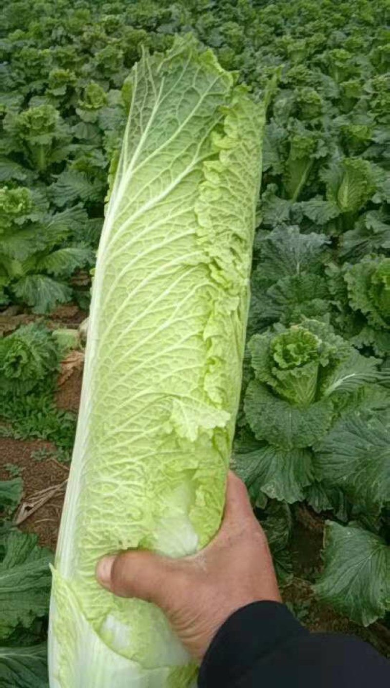 广西横县秋绿火筒菜长白菜卷筒菜火筒青