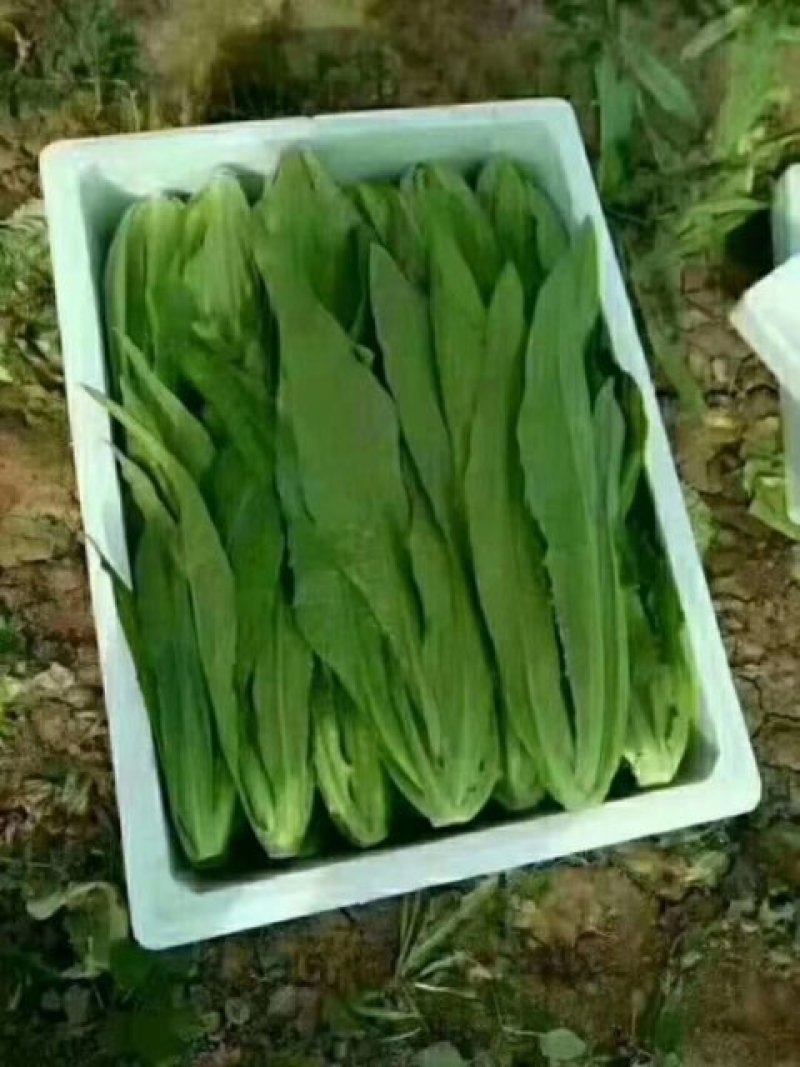 大量蔬菜掉价了