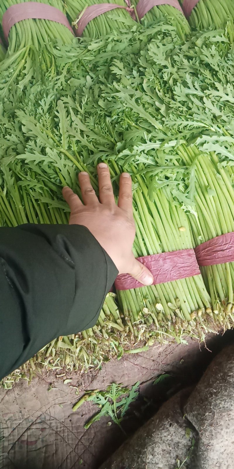 大量蔬菜掉价了