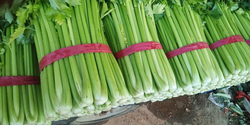 大量蔬菜掉价了