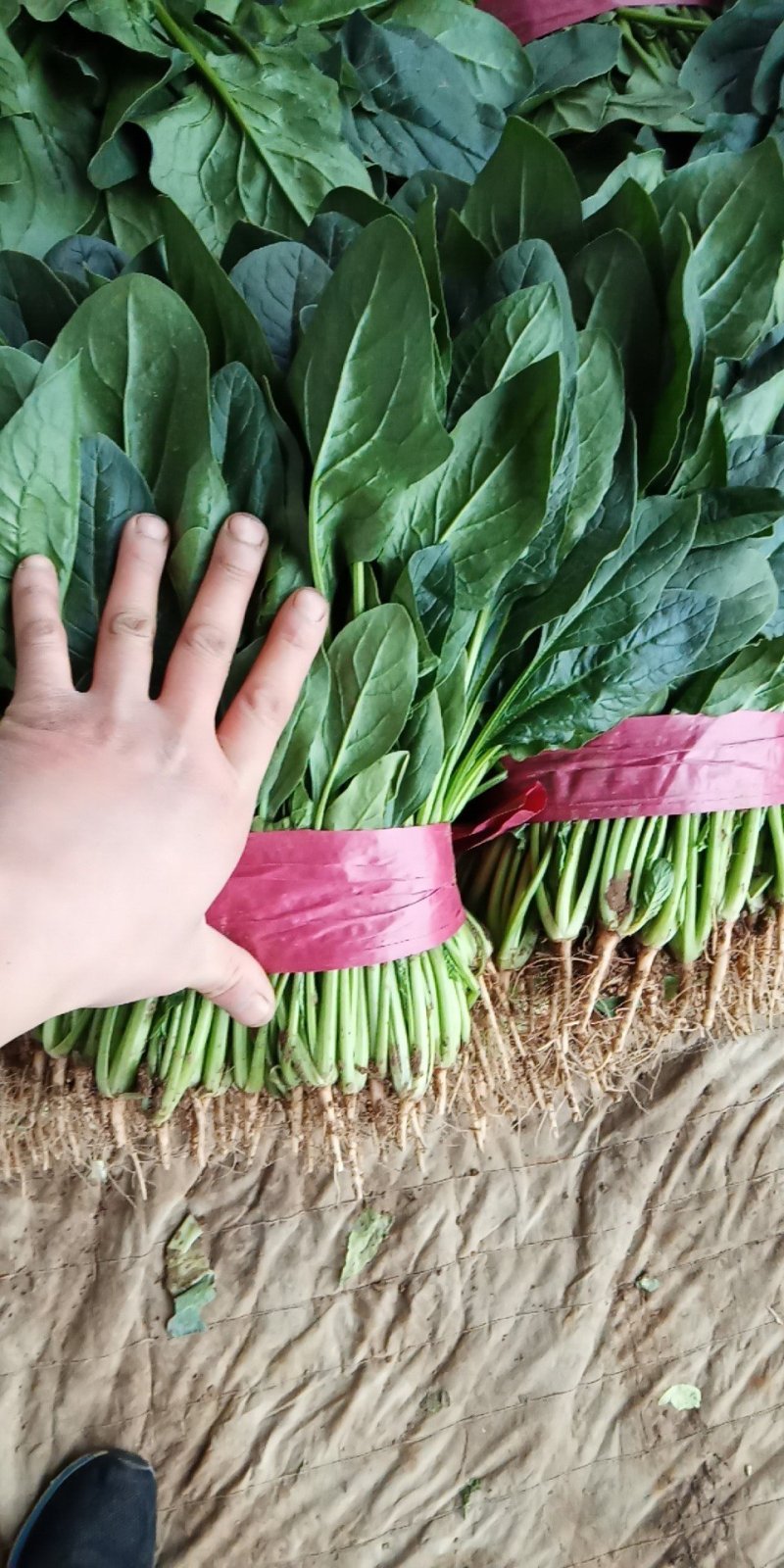 大量蔬菜掉价了
