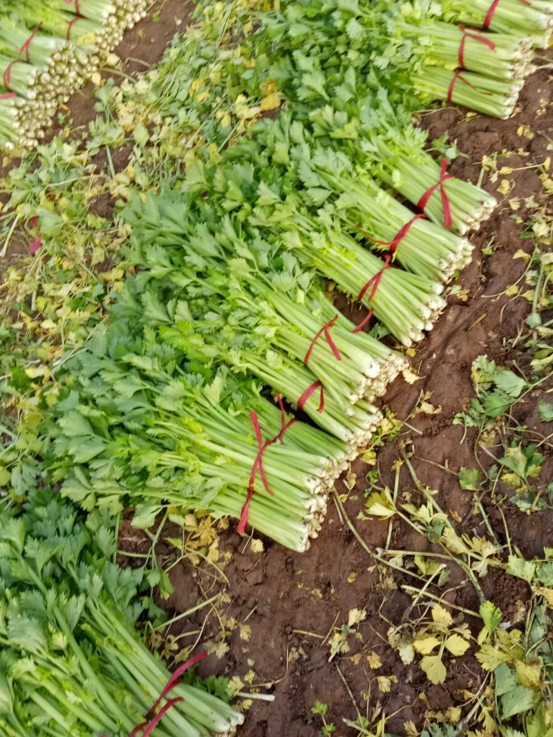 美国西芹大棚种植大量上市细棵优质精品芹菜