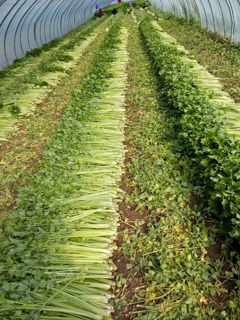 美国西芹大棚种植大量上市细棵优质精品芹菜