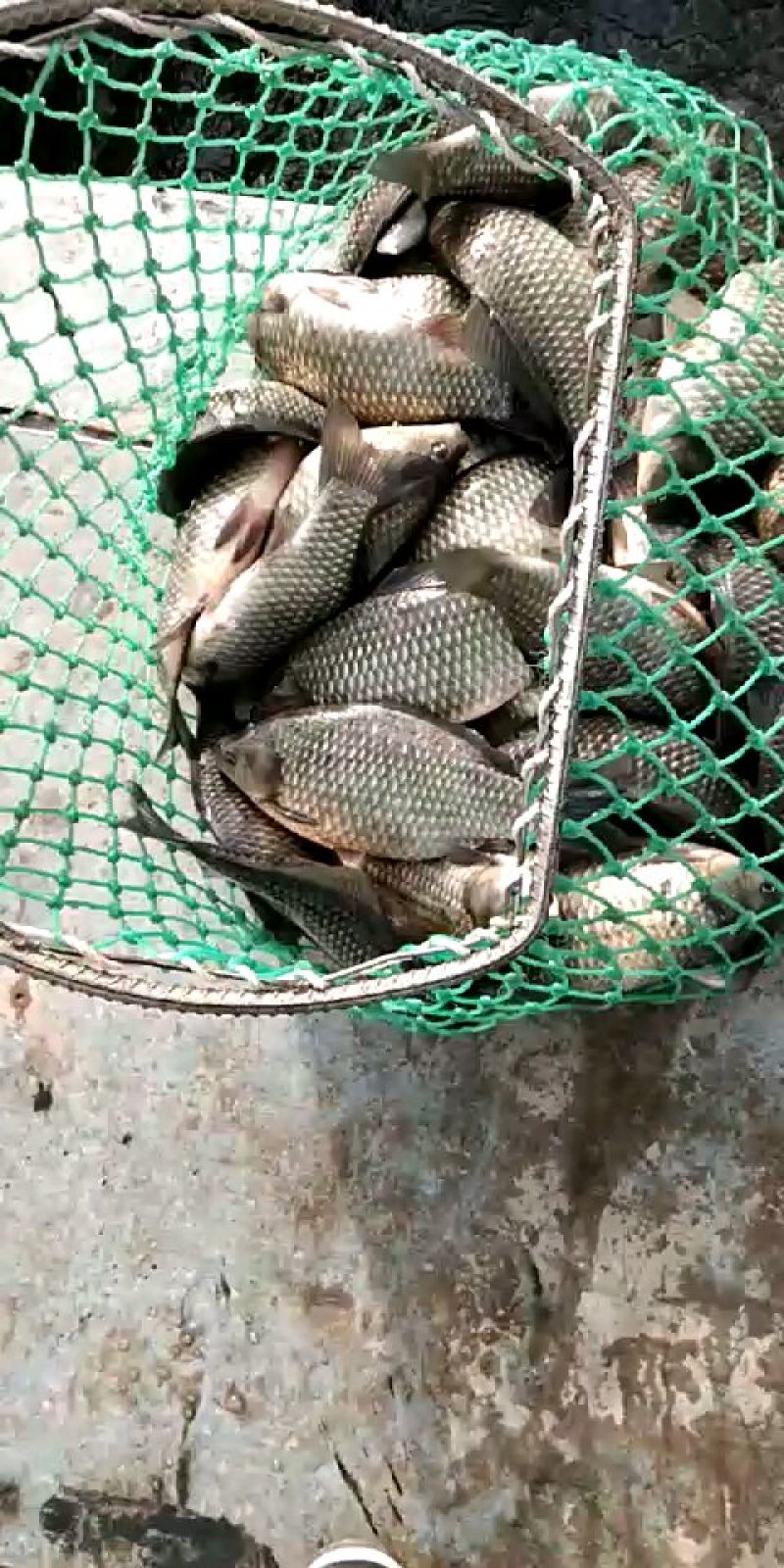 8.9.10钓场专用原坑鲫鱼5.8---6.3