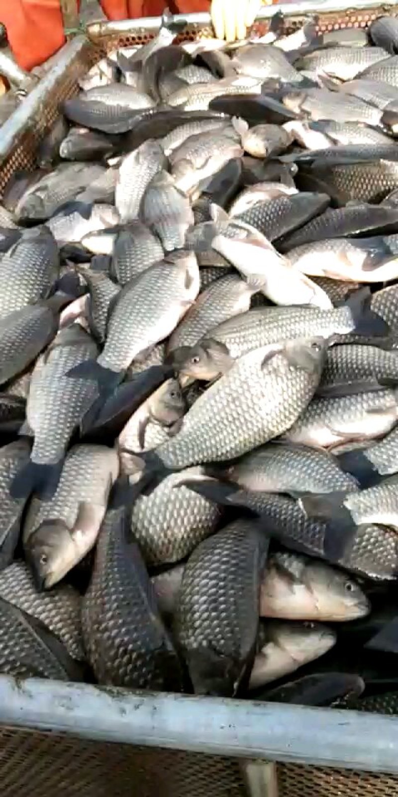 彭泽鲫