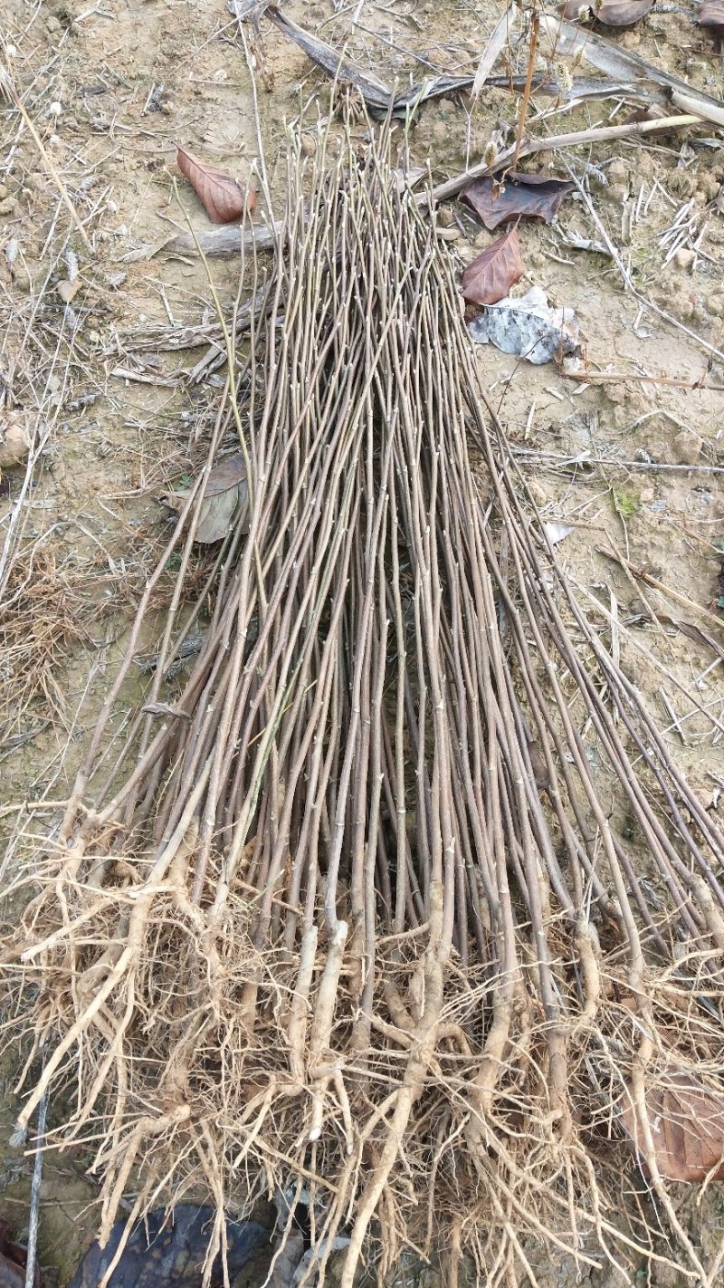 紫红玉兰苗保证嫁接苗子提供种植技术
