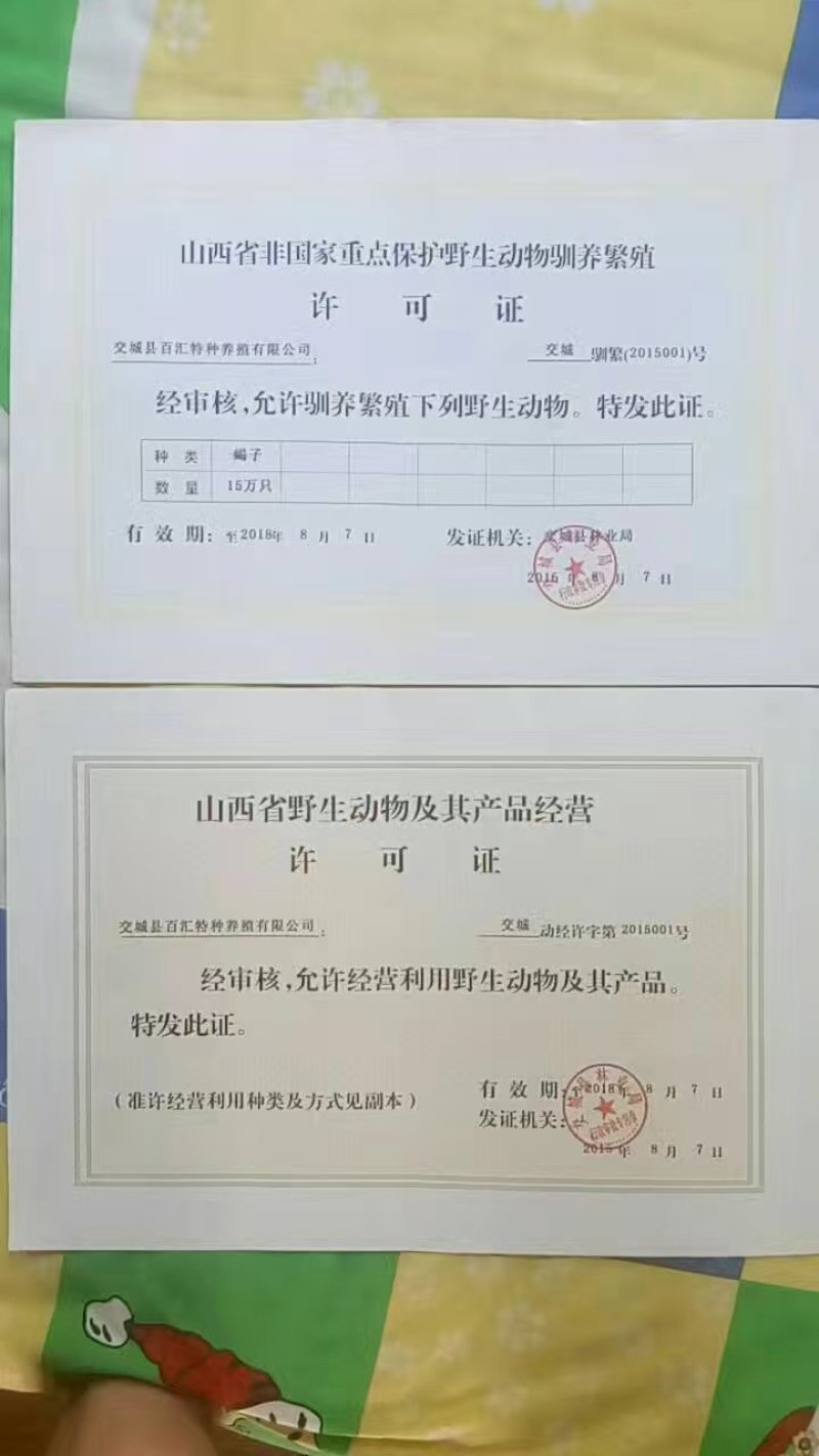 黄粉虫