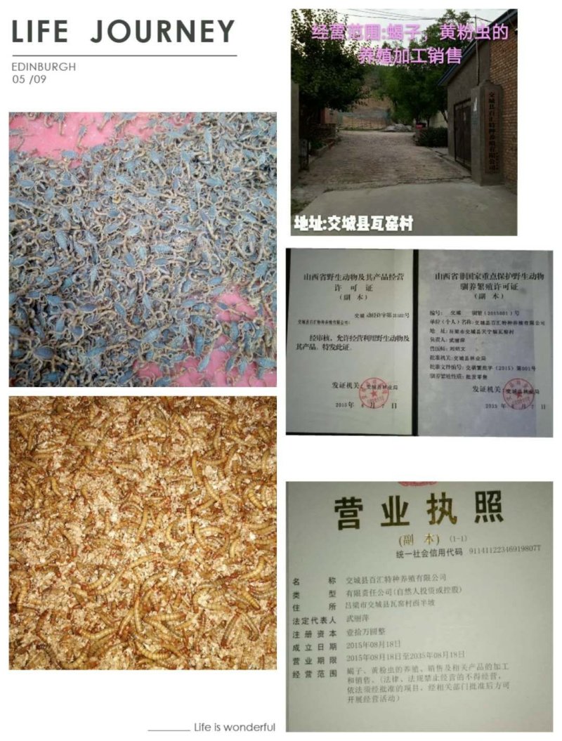 黄粉虫