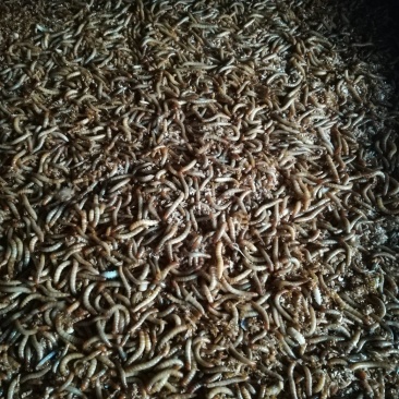 黄粉虫