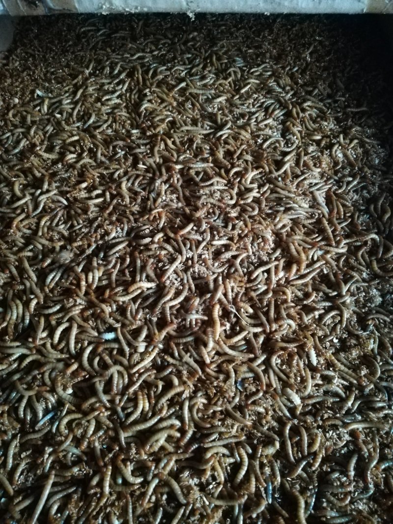 黄粉虫